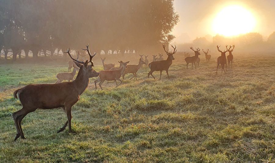Gruppe aus weiblichen und männlichen Rotwildtieren auf einer Weide im Sonnenaufgang