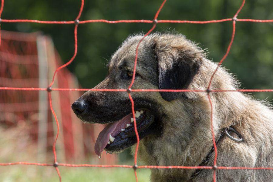 Dunkler Herdenschutzhund hinter Elektronetzzaun