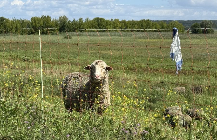 Schaf hinter Herdenschutzzaun