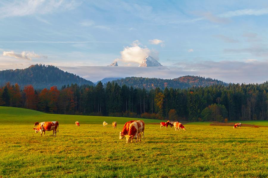 Weidende Kühe in Alpenlandschaft