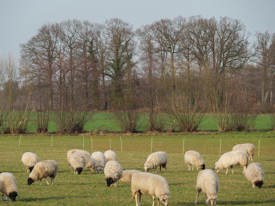 weidende Schafherde