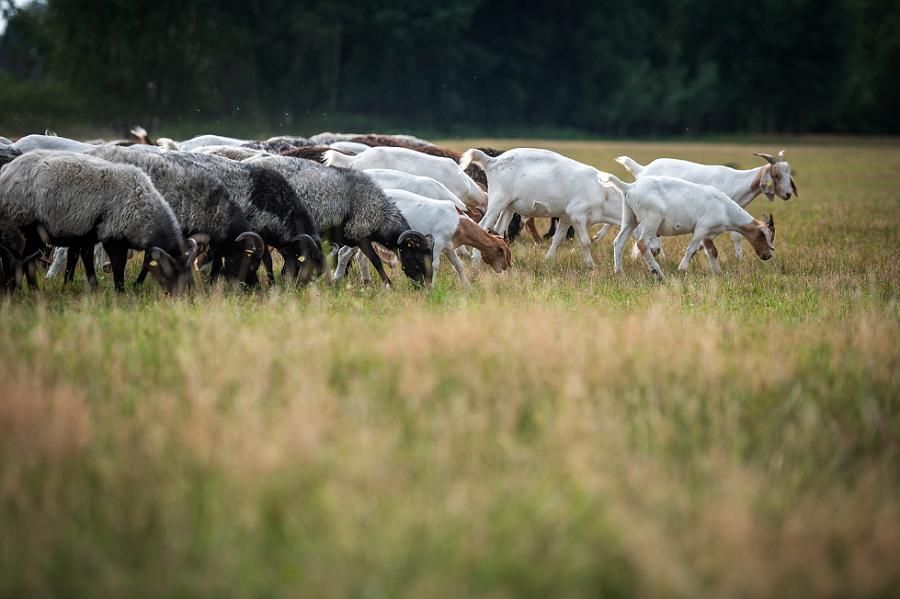 Schaf und Ziegenherde