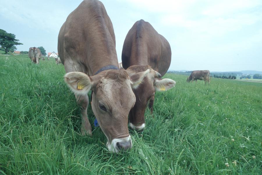 Zwei Rinder, die auf einer saftigen Weide Gras fressen.