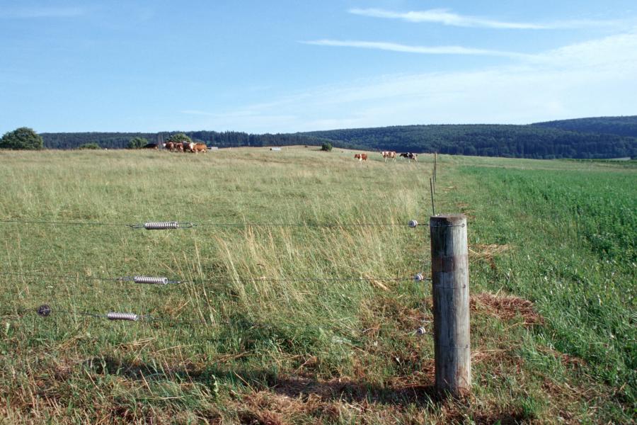 Ein Weidezaun mit drei Drahtlitzen, rechts ein Holzpfosten als Begrenzung.
