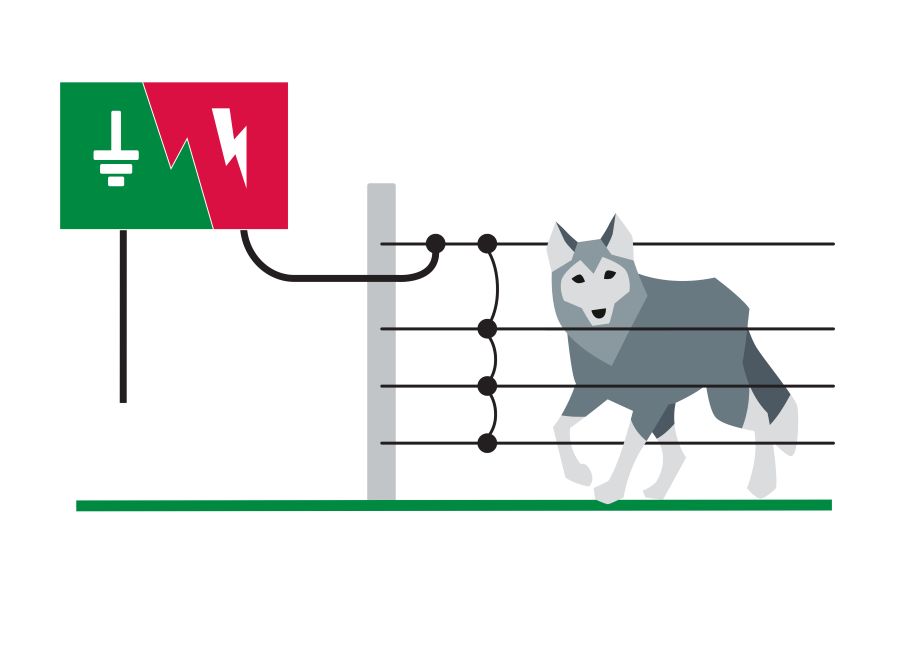 Wolf vor offenem Elektrozaun