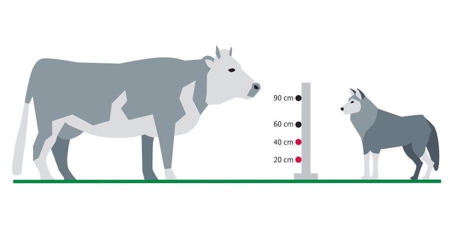 Wolfsschutzzaun zwischen Rind und Wolf