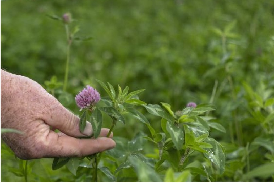 Hand hält die Blüte einer Legumionse auf einem Feld.