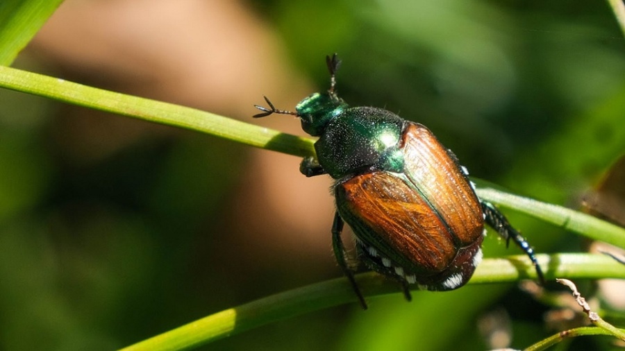 Japankäfer auf einem grünen Stengel
