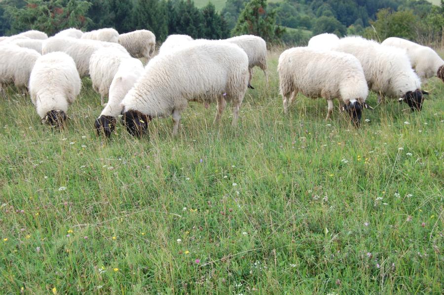 Schafherde auf Weide