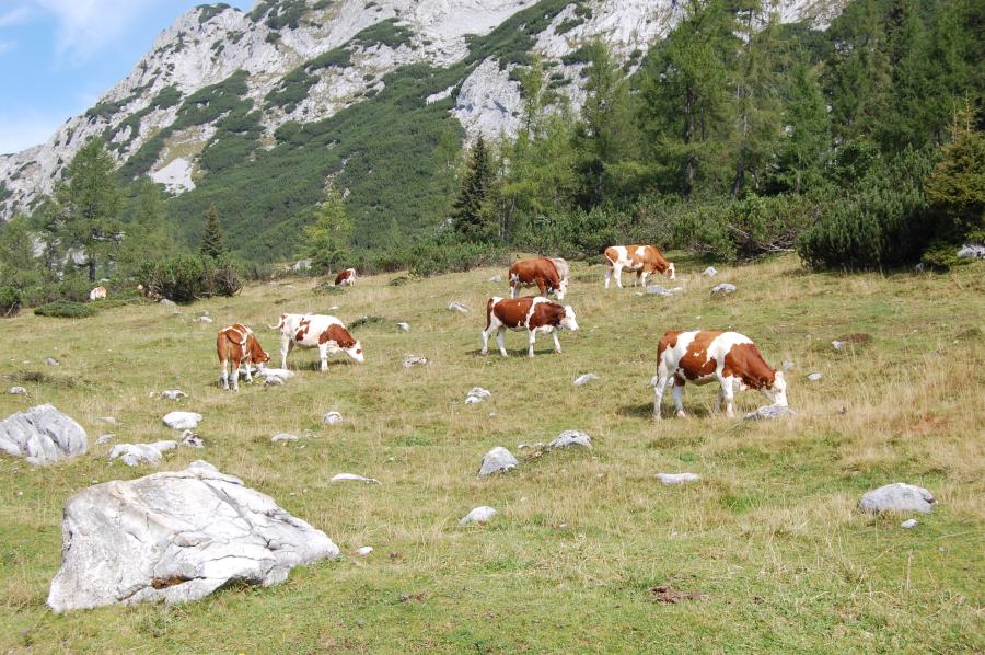 weidende Kühe in Alpenlandschaft