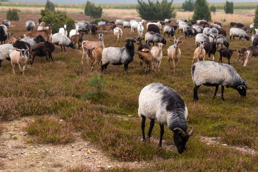 Ziegen und Schafe in Heidelandschaft