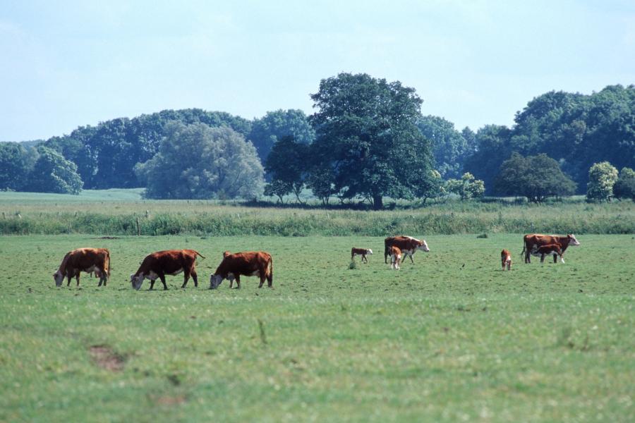 Mehrere Rinder weiden auf einer weitläufigen, saftigen Weide