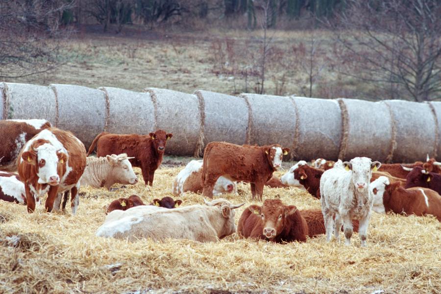 Mehrere Rinde, teilweise behornt, ruhen auf einer Strohmatte im herbstlicher Umgebung
