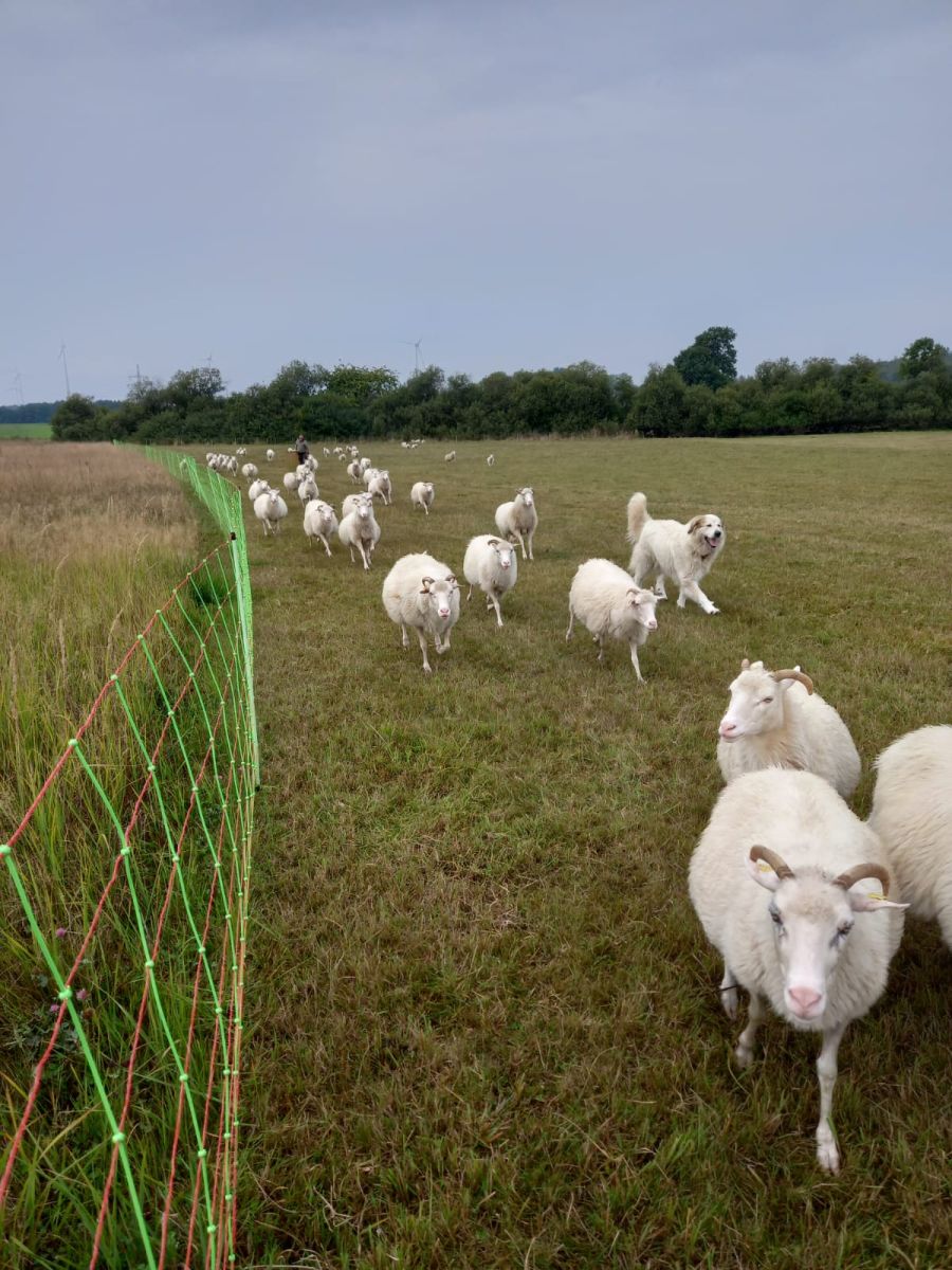 Herdenschutzhund läuft neben Schafherde am Elektrozaun entlang