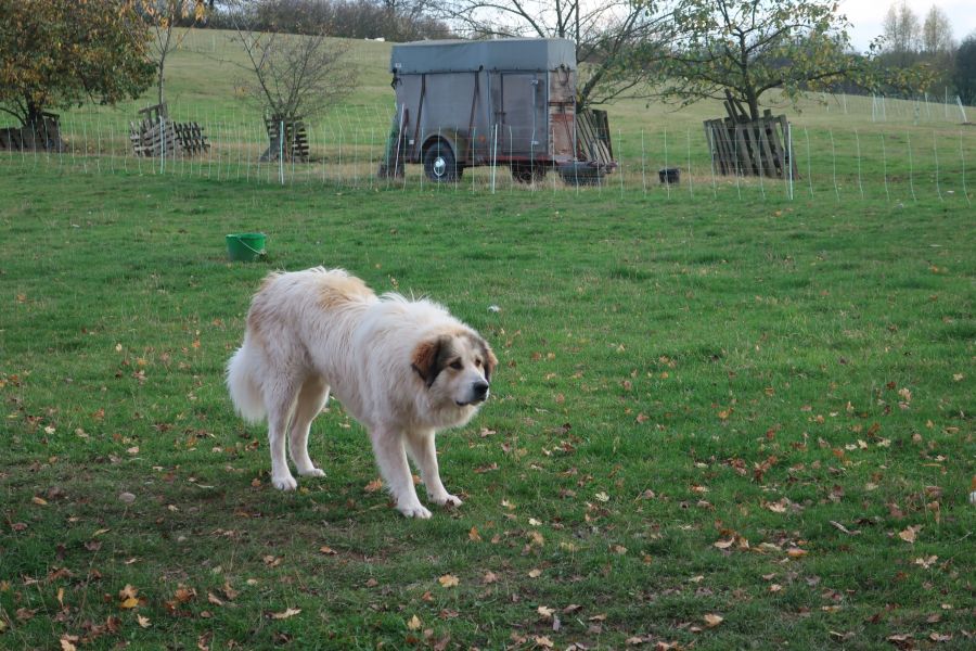 Herdenschutzhund auf Weide 