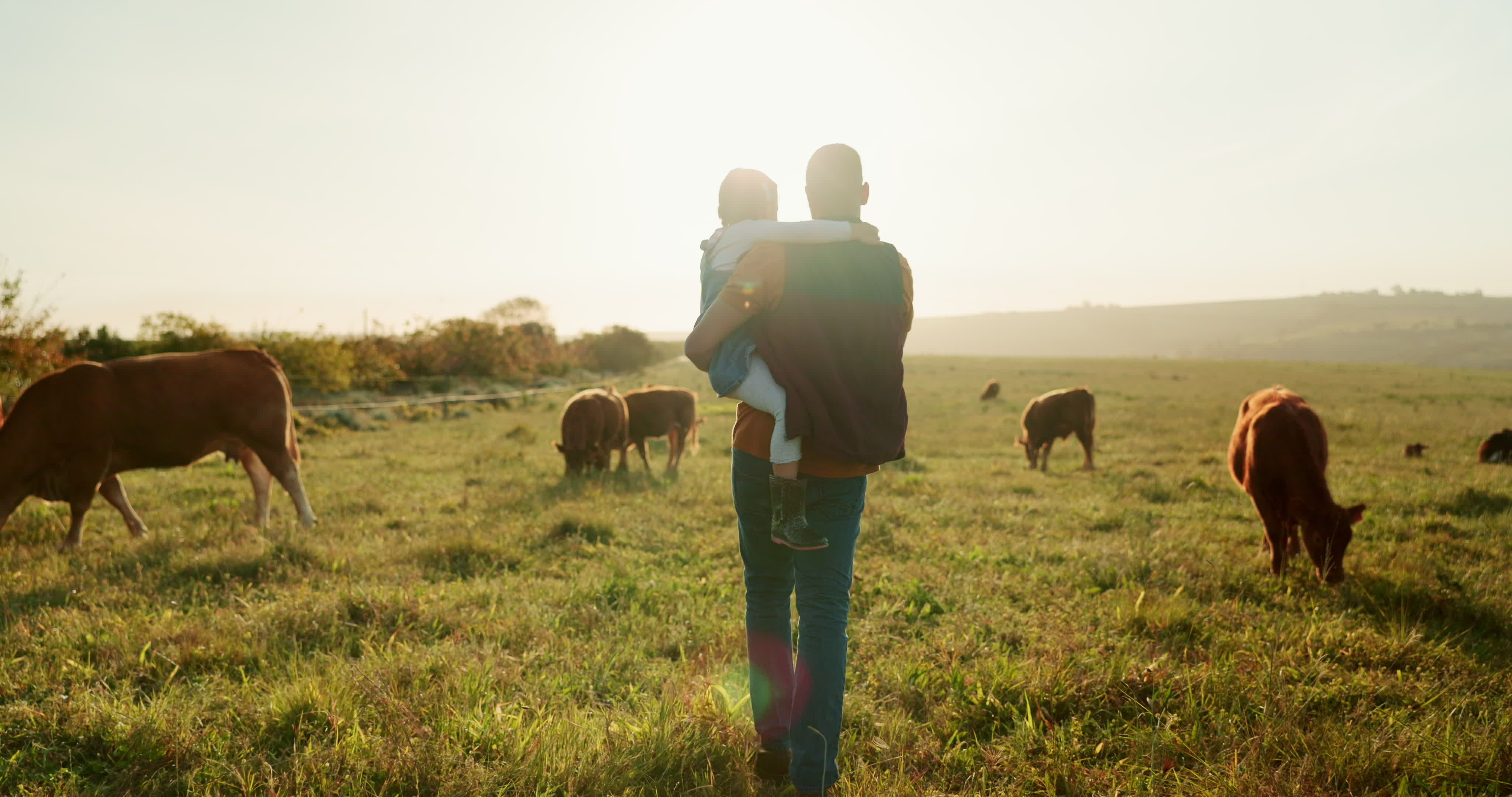 Mann mit Kind auf dem Arm geht in Richtung Sonnenuntergang auf Weide, auf der Rinder grasen.