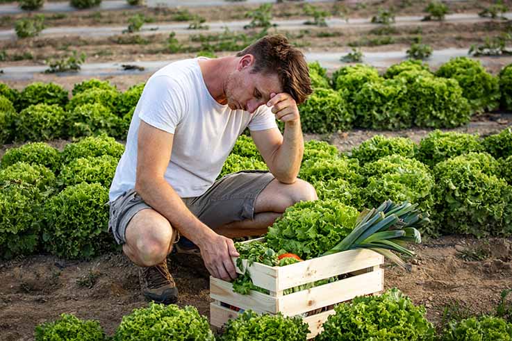 Ein erschöpfter Mann hockt auf einem Salatfeld vor einer Holzkiste, die mit Gemüse gefüllt ist. - Klick öffnet Großansicht in neuem Fenster