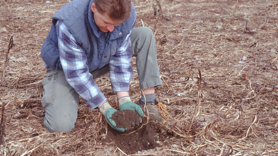 Mann kniet auf einem Feld und hält etwas Erde in den Händen. Das Feld ist bedeckt mit den Resten einer Zwischenfrucht.
