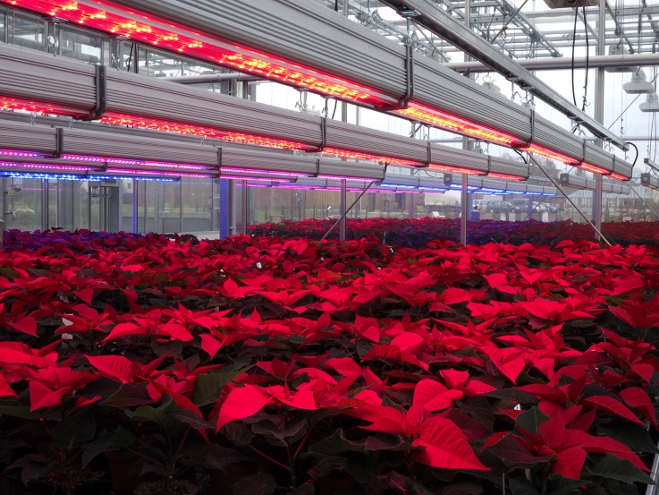 Poinsettien in einem Gewächshaus, belichtet mit hellrotem LED-Licht