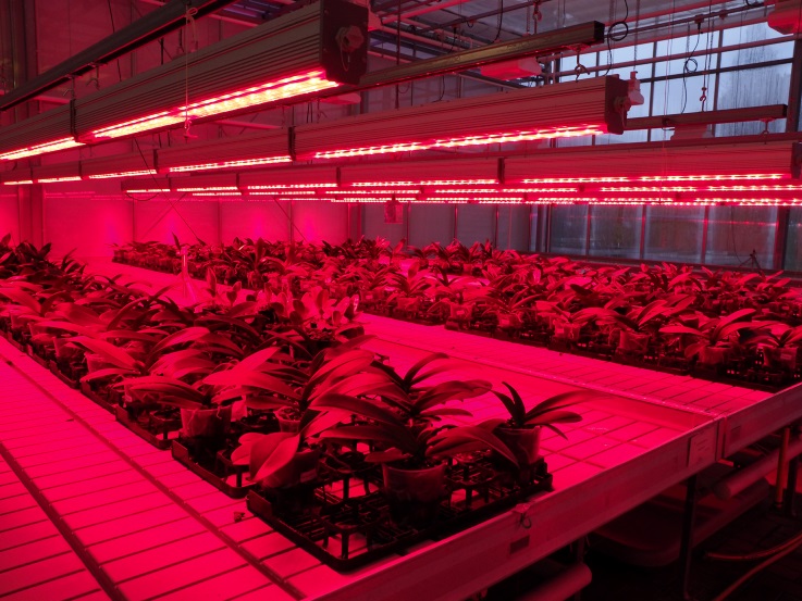 Hellrotes Licht über Zierpflanzen in einem Gewächshaus, erzeugt von LED-Leuchten.