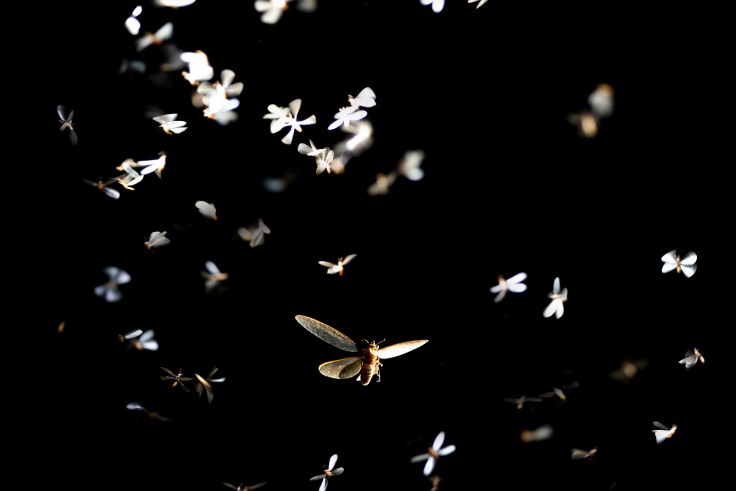 Von Licht angeleuchtete Insekten in der Nacht schwirren in der Luft.