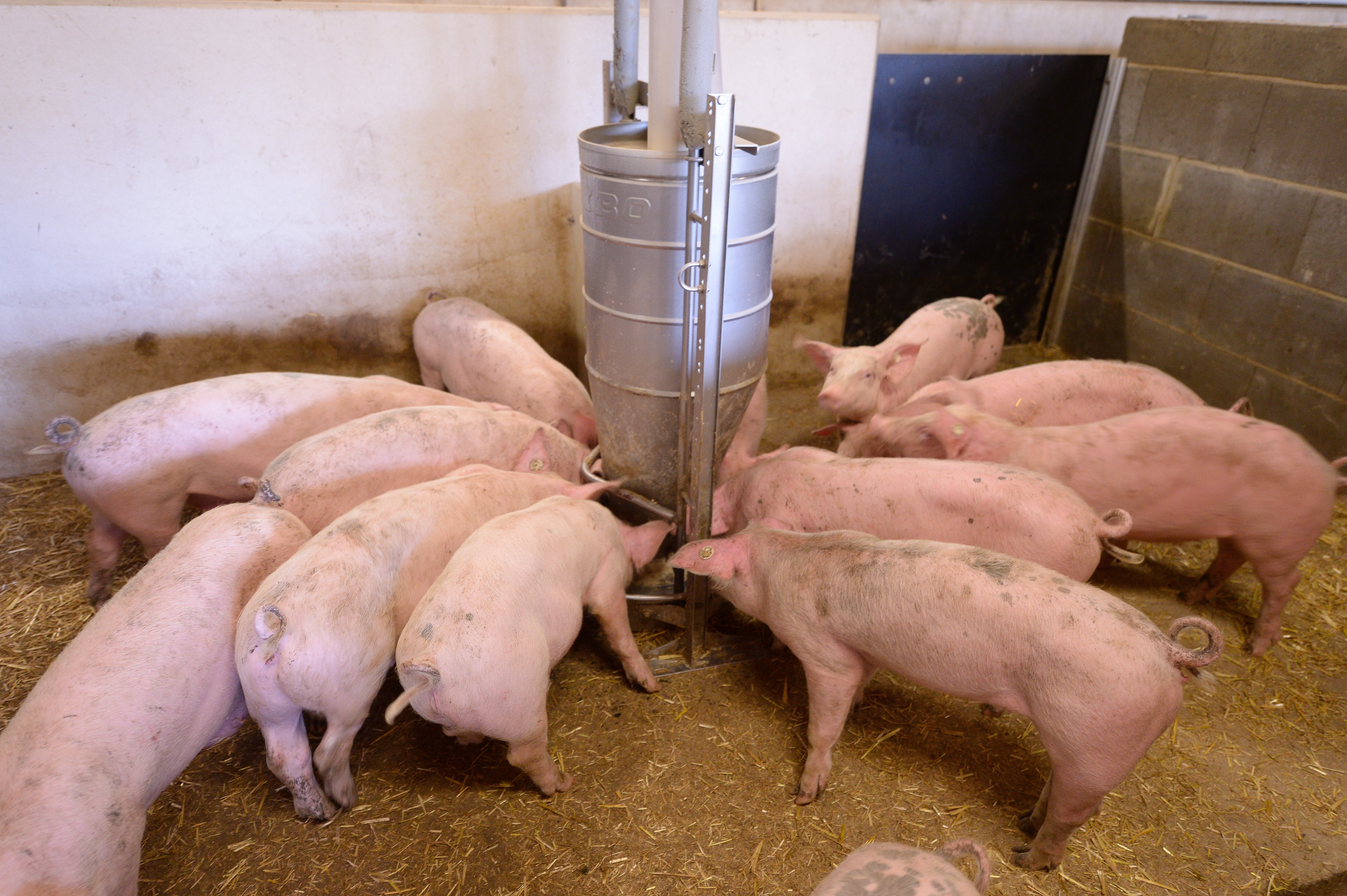 Schweine stehen zum Fressen um einen silbernen Futterautomaten herum.