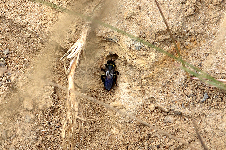 Wildbiene vor einem kleinen Loch in einem sandigen Hang.