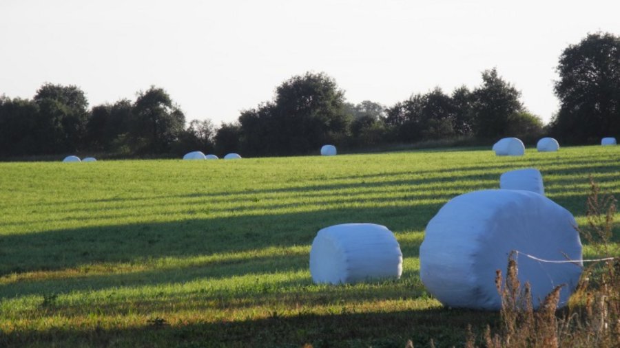 Grüne Wiese mit eingepackten Strohrollen.