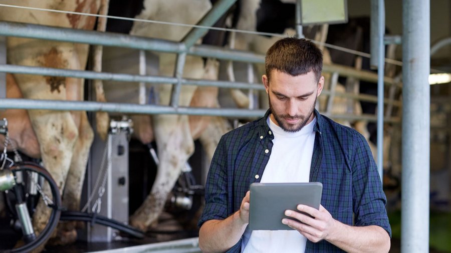 Mann mit Tablet im Melkstand