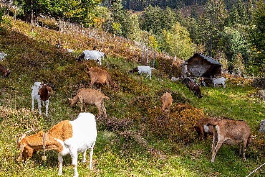 Ziegenherde in Landschaft