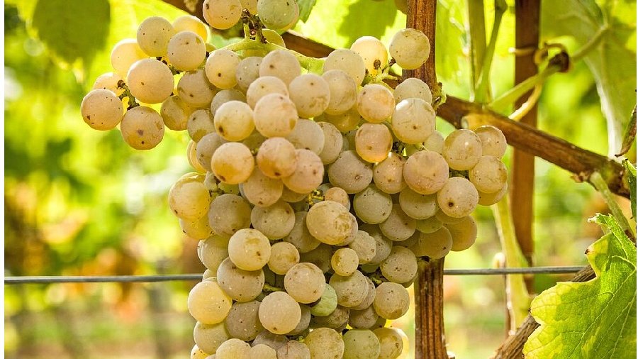 Weinrebe der PIWI-Rebsorte Calardis Musqué