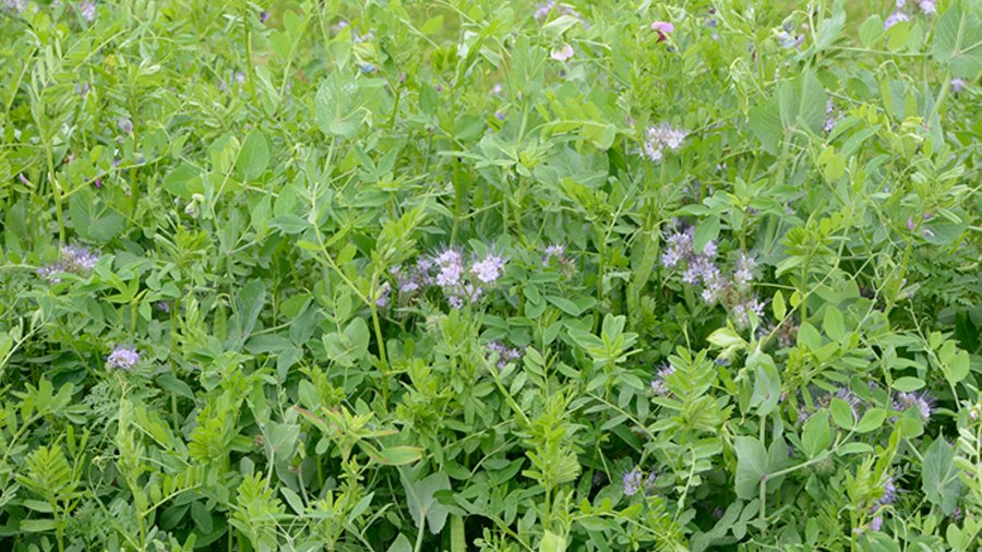 Zwischenfruchtmischung bestehend aus Seradella, Phacelia, Wicke, Futtererbse u.a.