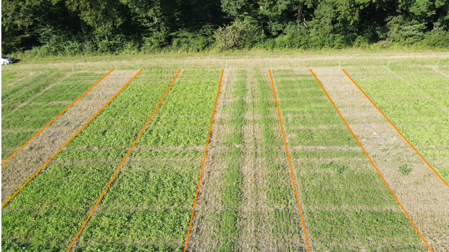 Versuchsfeld mit unterschiedlichen Parzellen, in denen Zwischenfrüchte wachsen