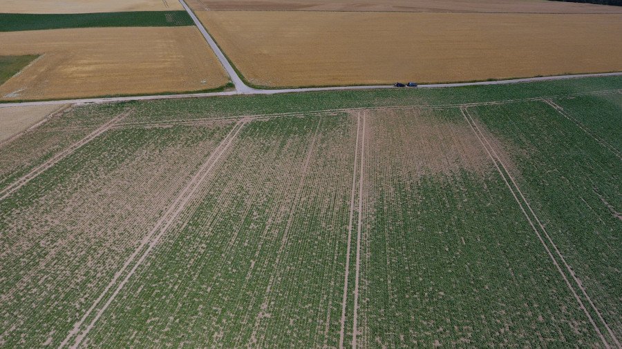 Luftaufnahme von einem Feld mit Zuckerrüben. Durch Trockenheit sind einige Pflanzen schlecht entwickelt.