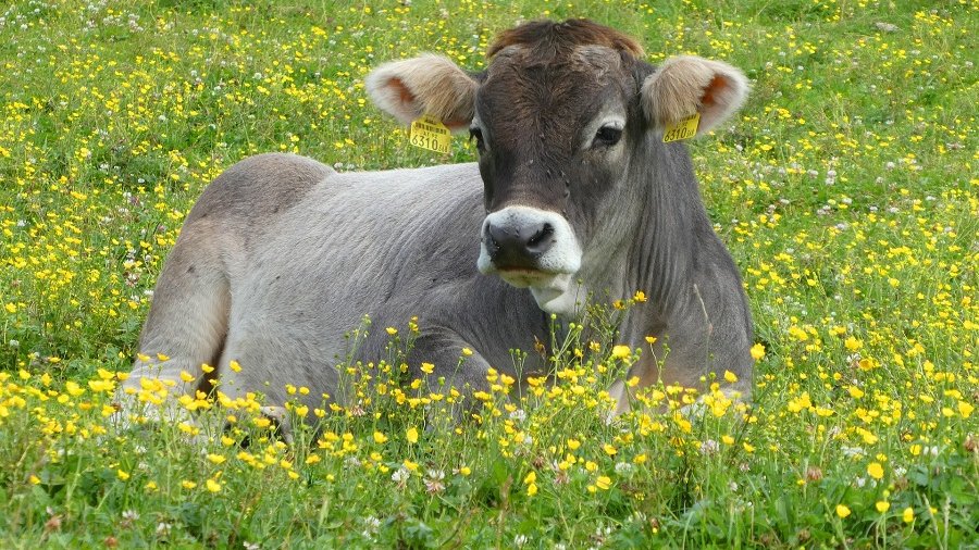 Liegende Kuh auf blühender Weide