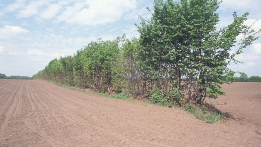 Hecke auf einem Feld.