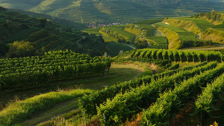 Weinberge im Sonnenlicht.