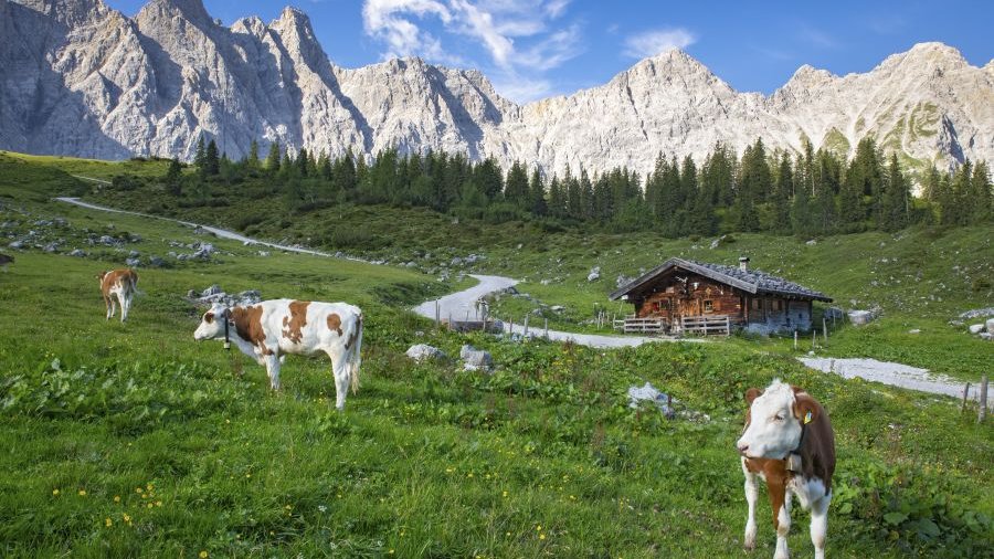 Österreich: Kühe vor der Ladizalm im Karwedelgebirge, Tirol