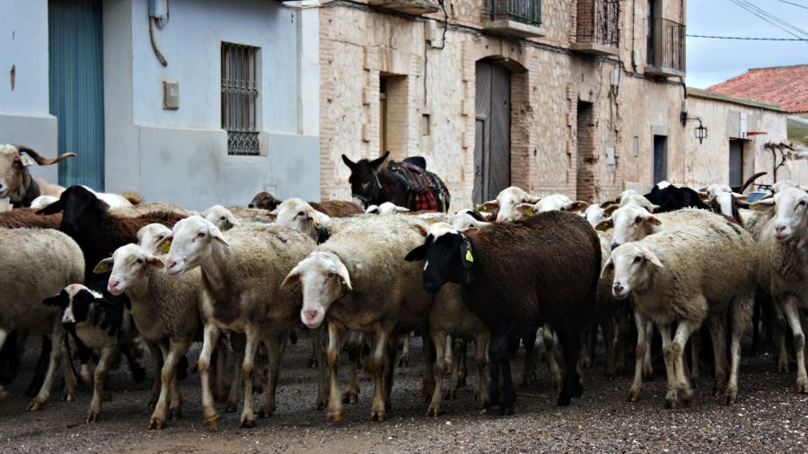 Spanien: Schafherde in einem aragonesischen Dorf