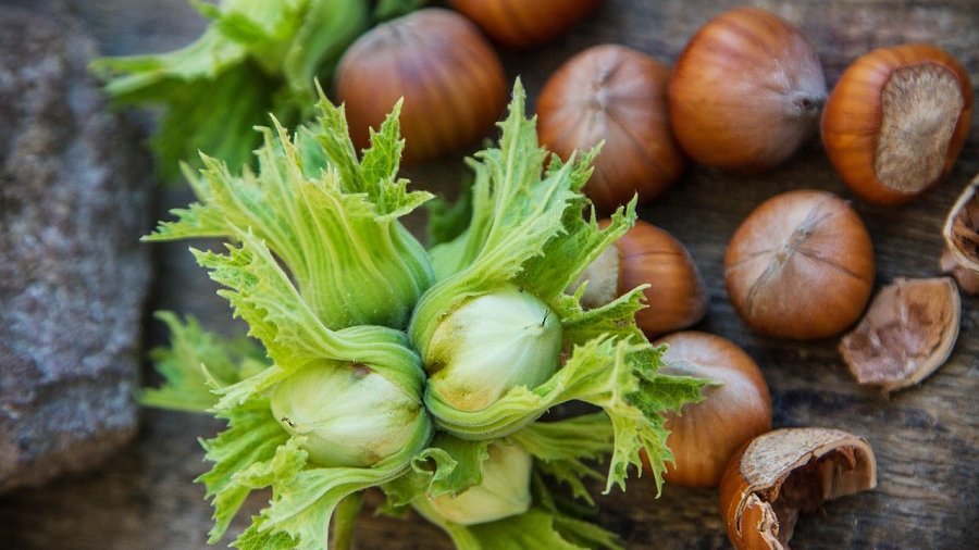 Haselnüsse in verschiedenen Reifegraden