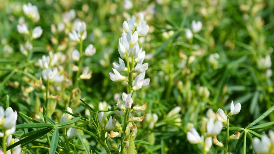 Weiße Lupine auf einem Feld