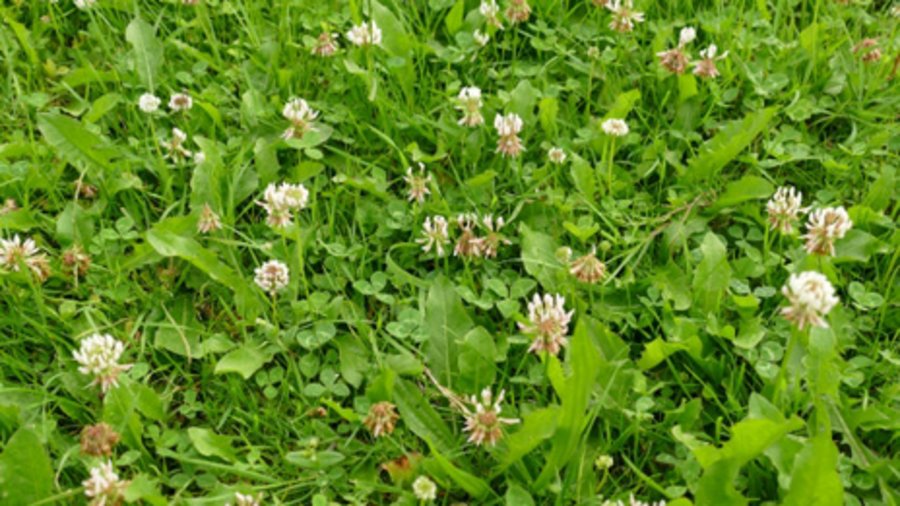 Weißklee, Foto: BLE, Jürgen Beckhoff