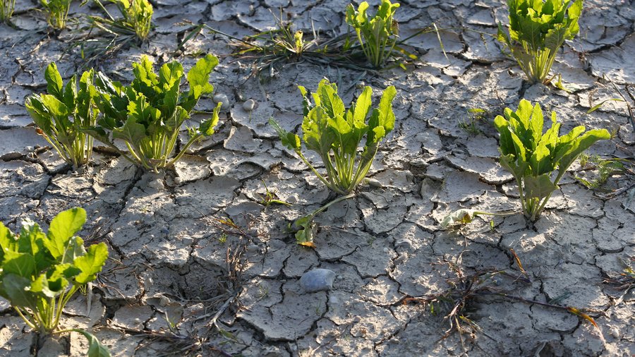 Rübenpflanzen unter Trockenstress auf einem Acker.