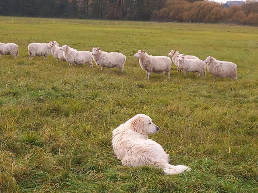 Herdenschutzhund im Vordergrund, dahinter Schafherde und Weidezaun