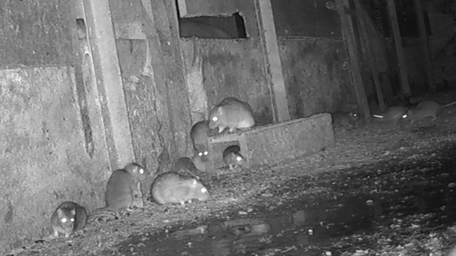Ratten auf einem landwirtschaftlichen Betrieb
