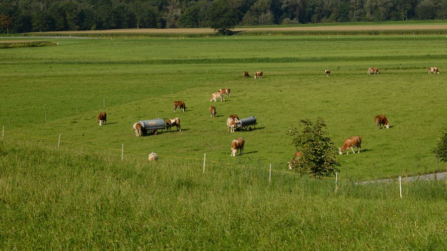 Weide mit Rindern