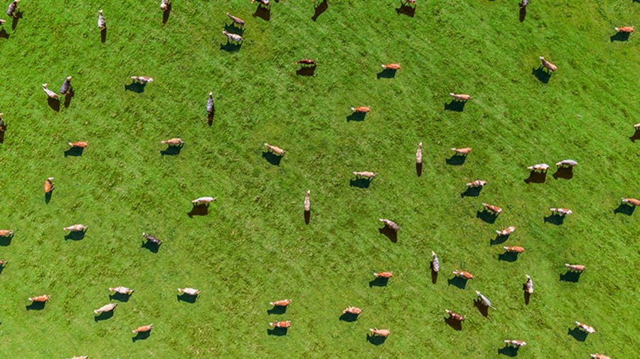 Kuhherde auf Weide. Bild: Umkehrer/E+/Getty Images Plus via Getty Images