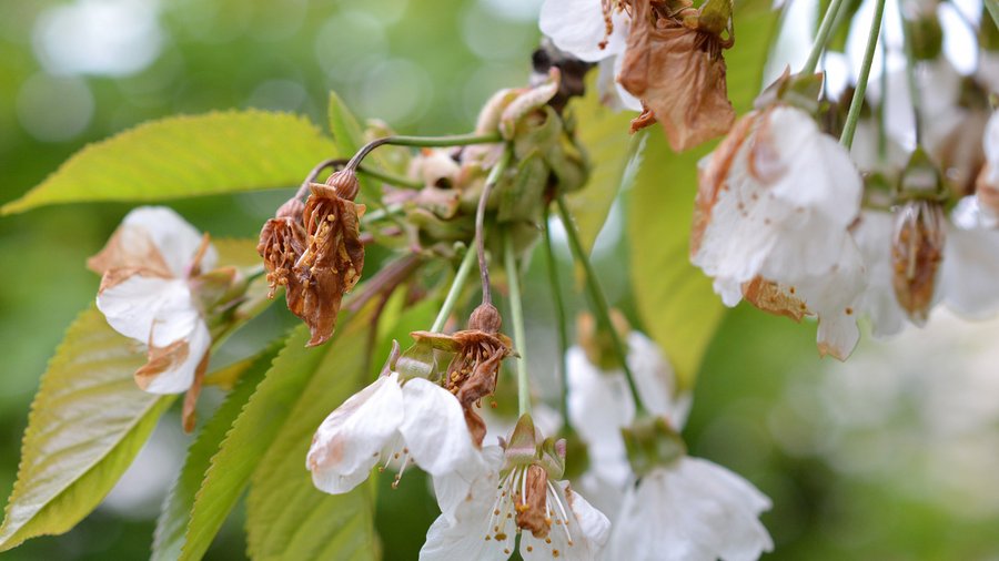 Frostschaden an Kirschblüten