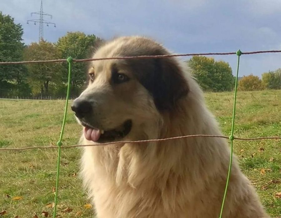 Herdenschutzhund hinter Elektronetzzaun.