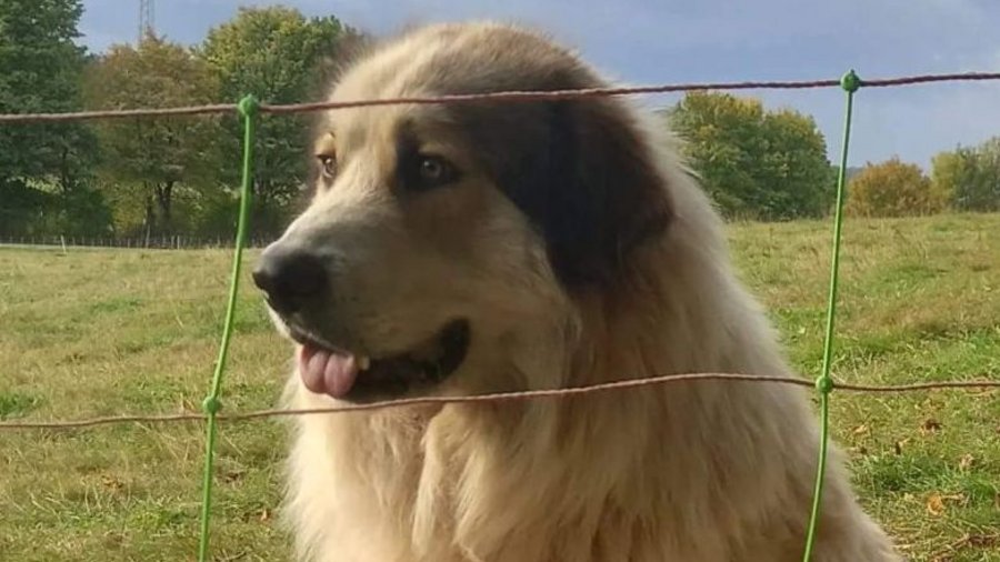 Herdenschutzhund als Nahaufnahme hinter Elektronetzzaun